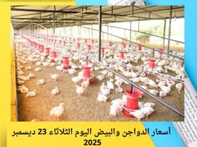 الفراخ البيضاء بكام النهارده؟.. أسعار الدواجن والبيض اليوم الثلاثاء 23 ديسمبر 2025