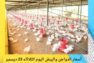 الفراخ البيضاء بكام النهارده؟.. أسعار الدواجن والبيض اليوم الثلاثاء 23 ديسمبر 2025