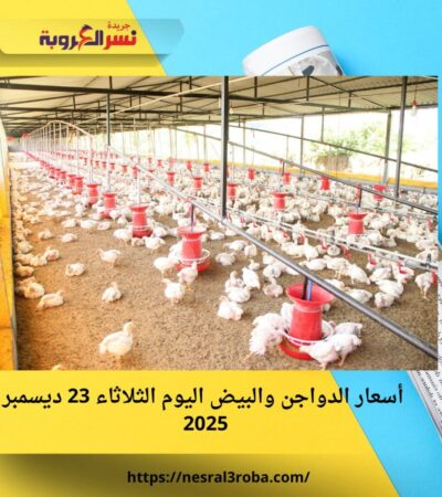الفراخ البيضاء بكام النهارده؟.. أسعار الدواجن والبيض اليوم الثلاثاء 23 ديسمبر 2025