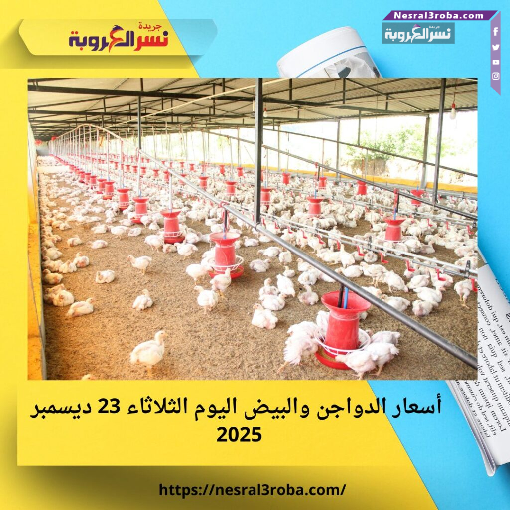 الفراخ البيضاء بكام النهارده؟.. أسعار الدواجن والبيض اليوم الثلاثاء 23 ديسمبر 2025