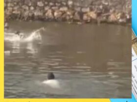 مأساة على طريق سقارة.. سقوط ميكروباص في ترعة المريوطية يودي بحياة 3 أشخاص بينهم بطل حاول الإنقاذ 30 مأساة على طريق سقارة.. سقوط ميكروباص في ترعة المريوطية يودي بحياة 3 أشخاص بينهم بطل حاول الإنقاذ