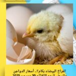 الفراخ البيضاء بكام النهارده؟.. أسعار الدواجن والبيض اليوم الثلاثاء 30 ديسمبر 2025 تشغل المواطنين