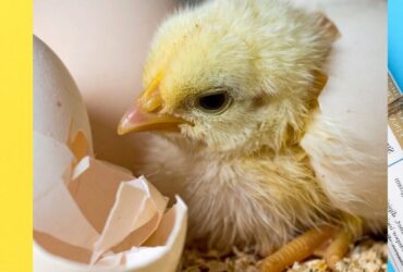 الفراخ البيضاء بكام النهارده؟.. أسعار الدواجن والبيض اليوم الثلاثاء 30 ديسمبر 2025 تشغل المواطنين