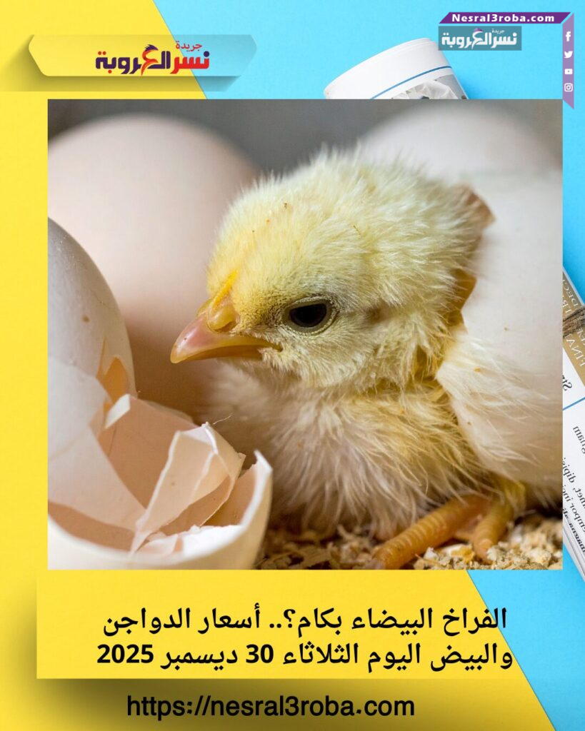 الفراخ البيضاء بكام النهارده؟.. أسعار الدواجن والبيض اليوم الثلاثاء 30 ديسمبر 2025 تشغل المواطنين